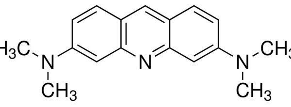 Acridine Orange