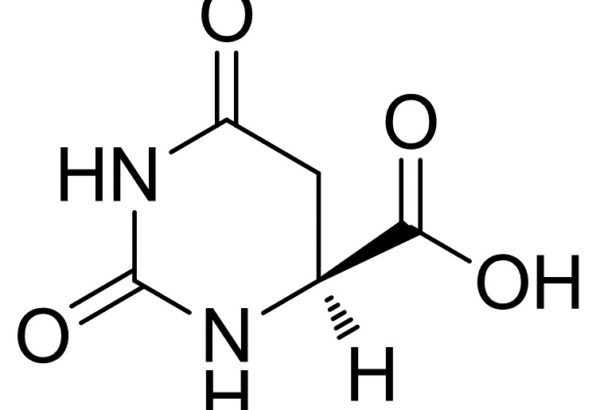 L-Dihydroorotic Acid